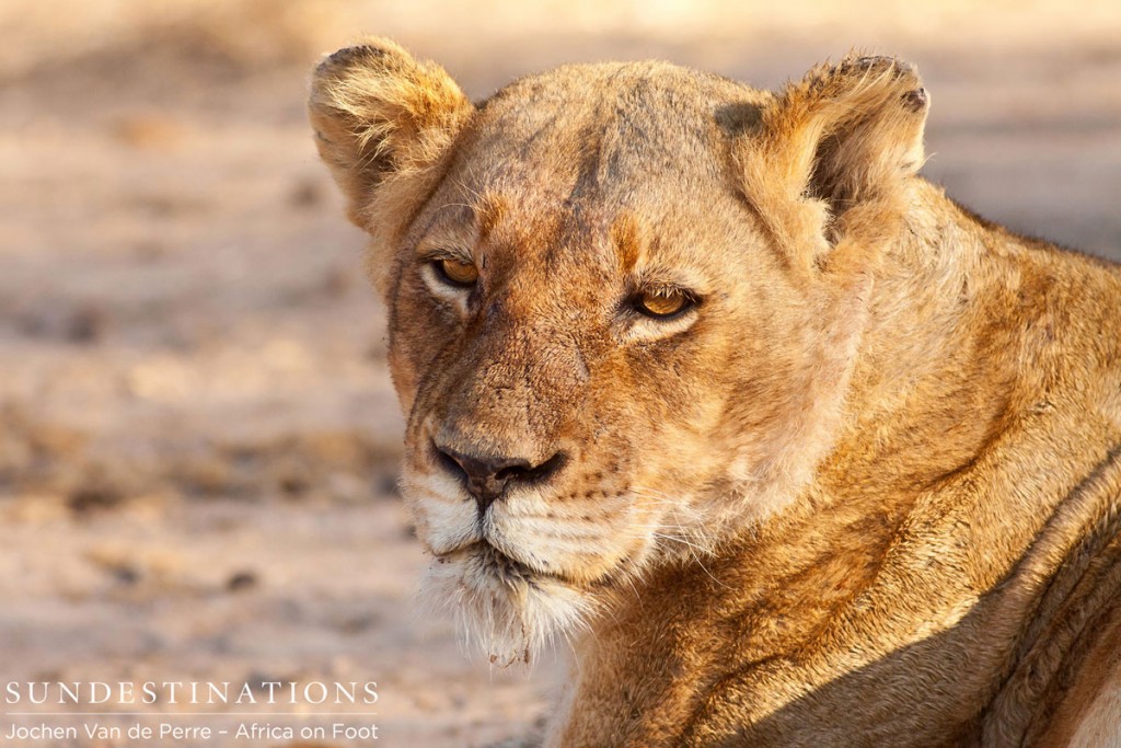 Ross pride Lioness