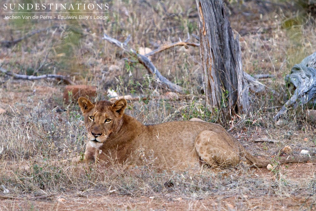 Olifants West Lion