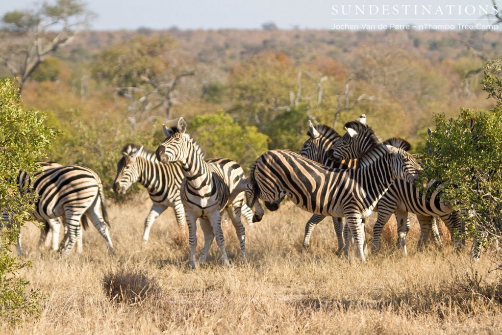 Playful zebras