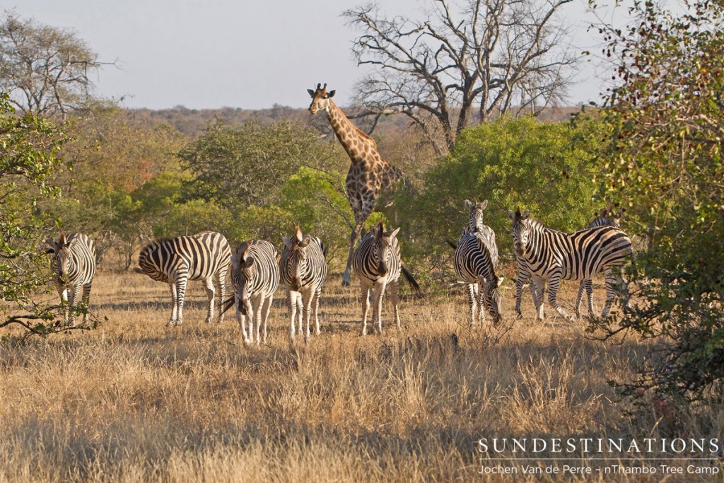 Giraffe vs Zebra