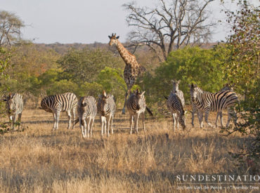 The week in pictures is a collection of our favourite wildlife images taken during the week. The problem is selecting the images, especially when you’ve had a bumper week. This week we’ve had phenomenal big cat sightings at our Kruger camps. A lone cheetah was spotted relaxing in its natural habitat in the heart of […]