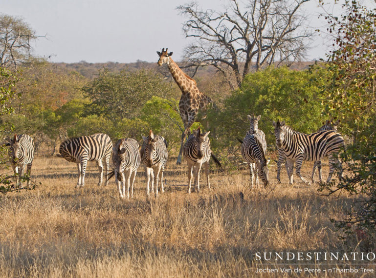 Week in Pics: Wildlife Mashup