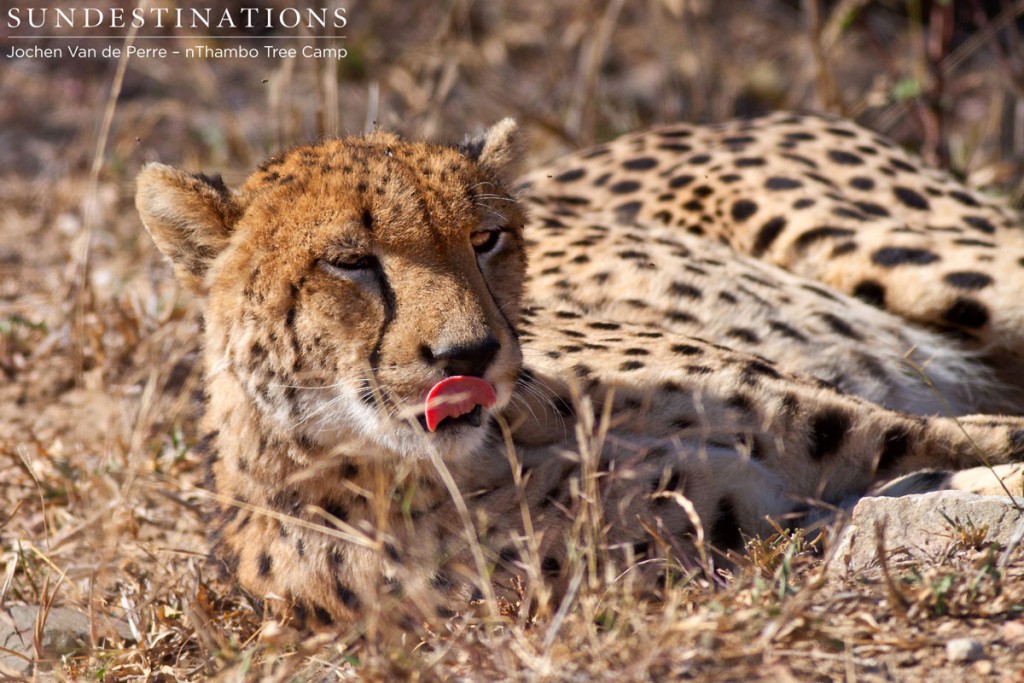 Female cheetah