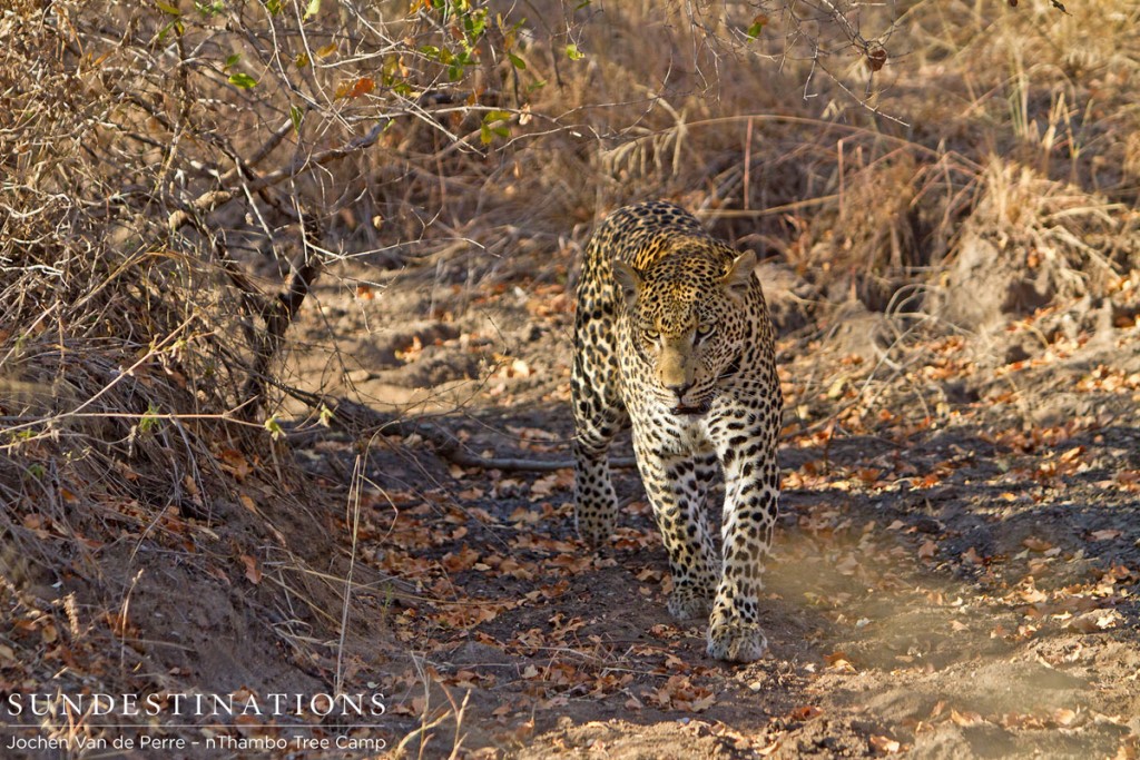 Male leopard