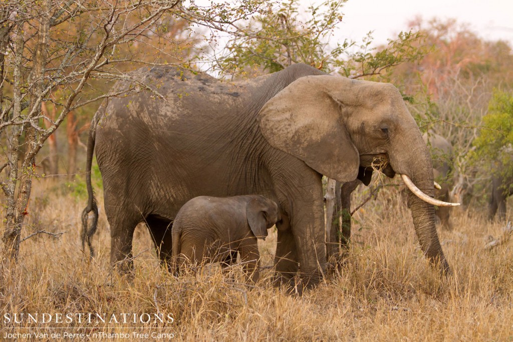 Ellie Calf Drinking