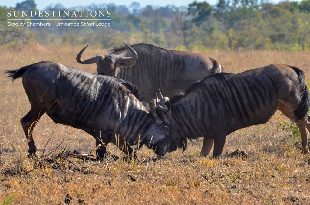 Wildebeest Fight