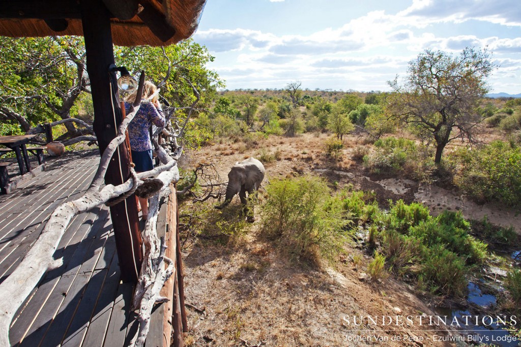 Elephant Viewpoint