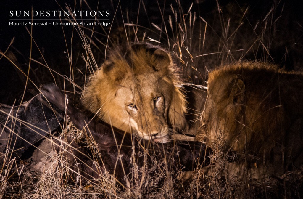 Male Lions