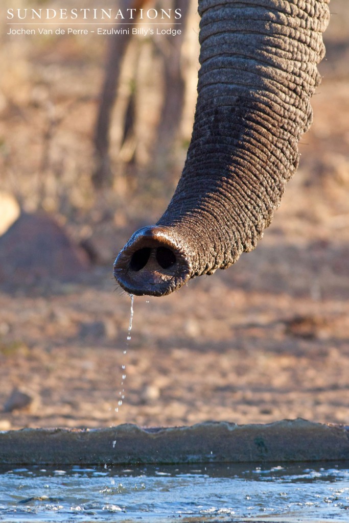 Elephant trunk