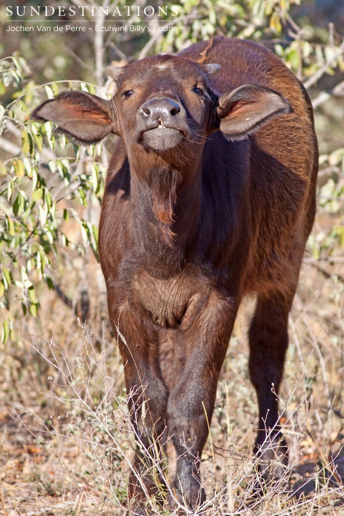 Buffalo calf