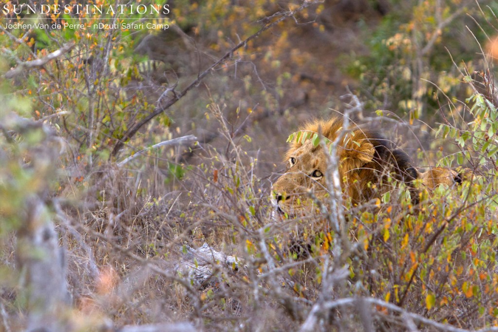 nDzuti Lion