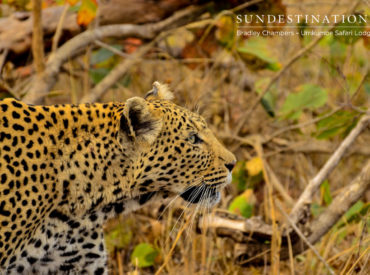 We have breaking news. Bradley Chambers, a ranger from Umkumbe Safari Lodge, came across White Dam and her cubs. White Dam is a shy female leopard who often traverses the Umkumbe territory. She has plenty of battle scars and prefers to remain hidden in thickets of vegetation as opposed to exposing herself on the open […]
