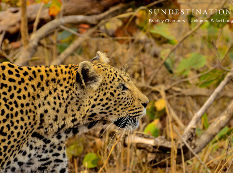 White Dam Leopard Spotted with Cubs