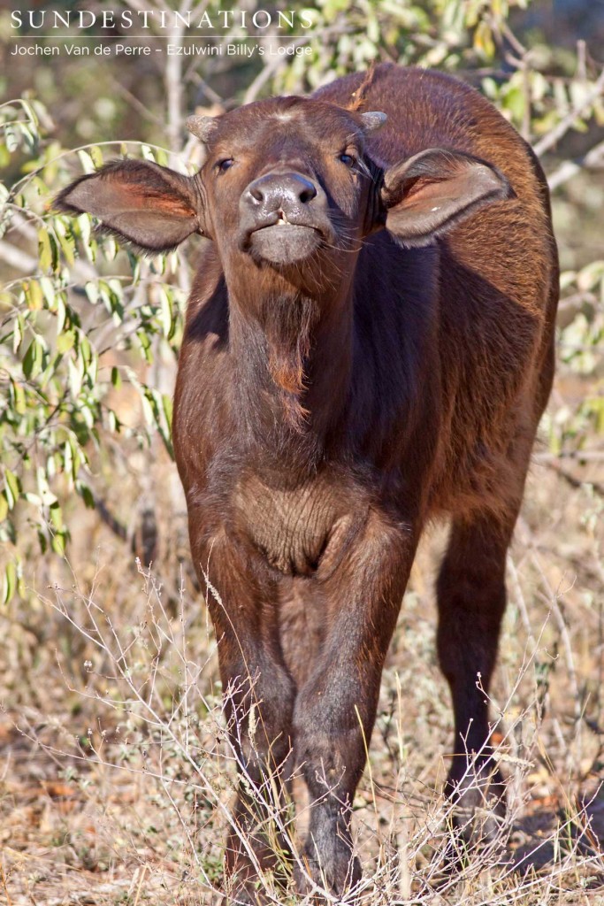 Baby buffalo sniffing the air