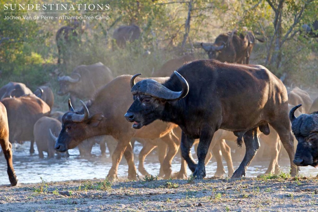 Big buffalo bull in the herd