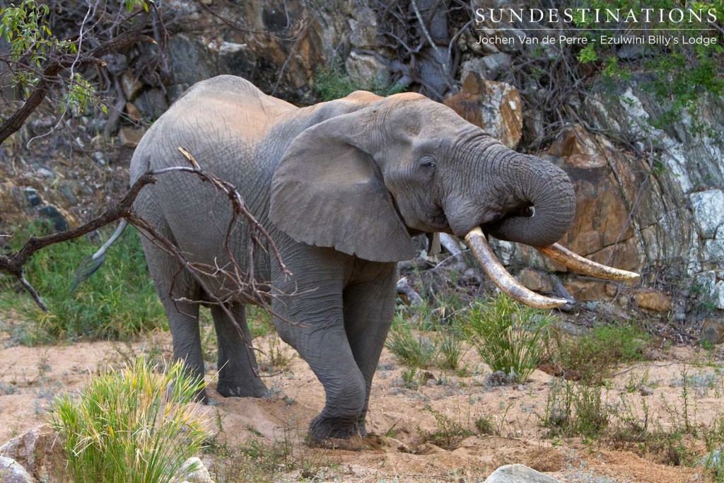 Big tusker, Ezulwini