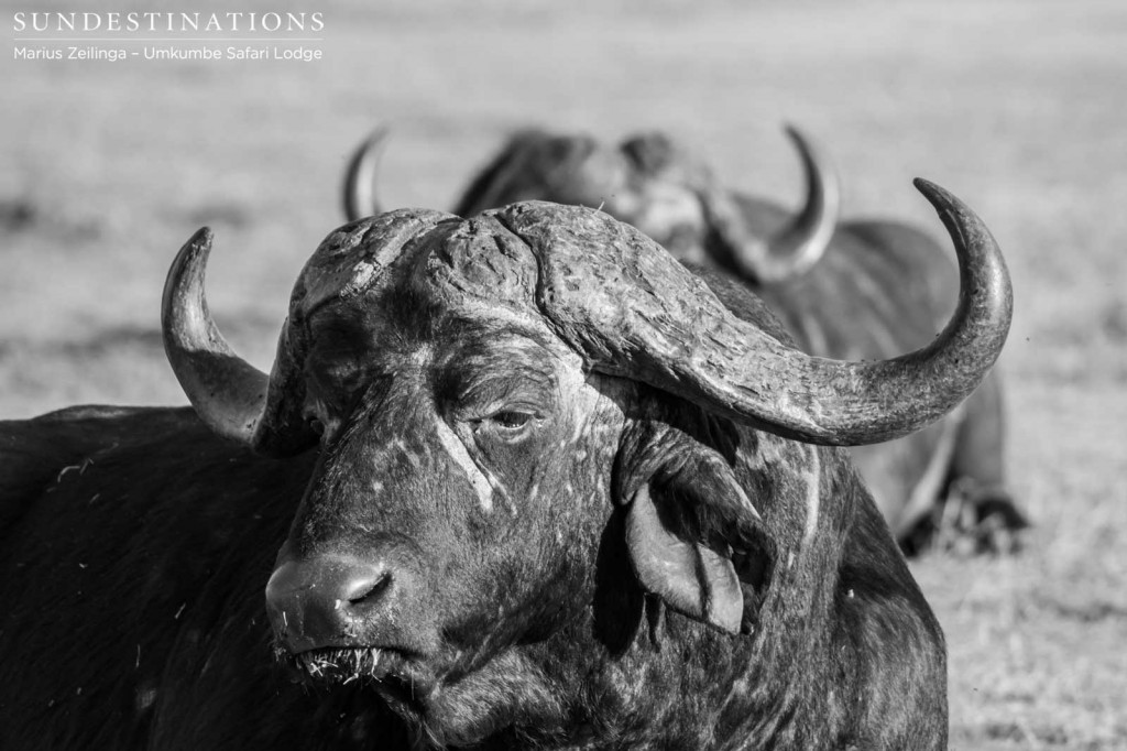Black and white portrait of a buffalo at Umkumbe