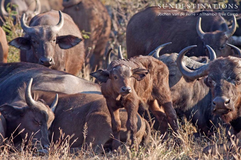 Buffalo herd and calf