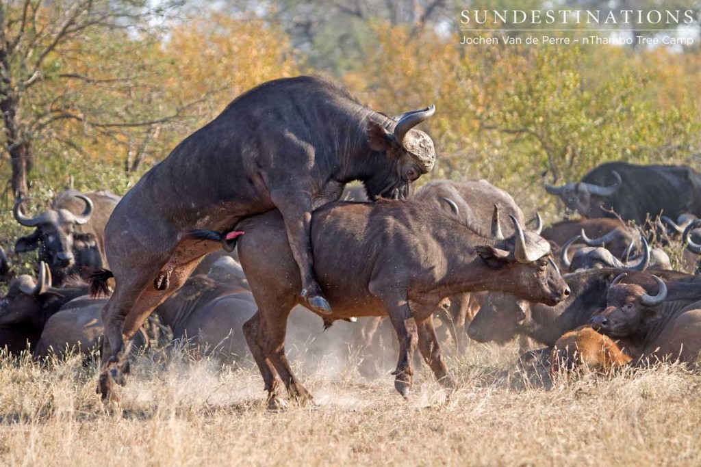 Bull mounting younger bull