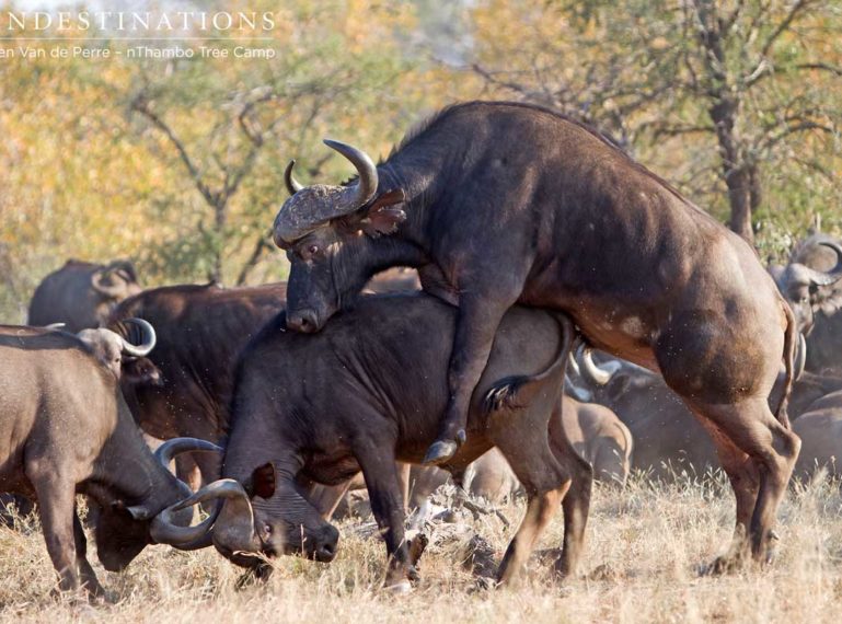 Buffalo bulls get frisky with one another… ?