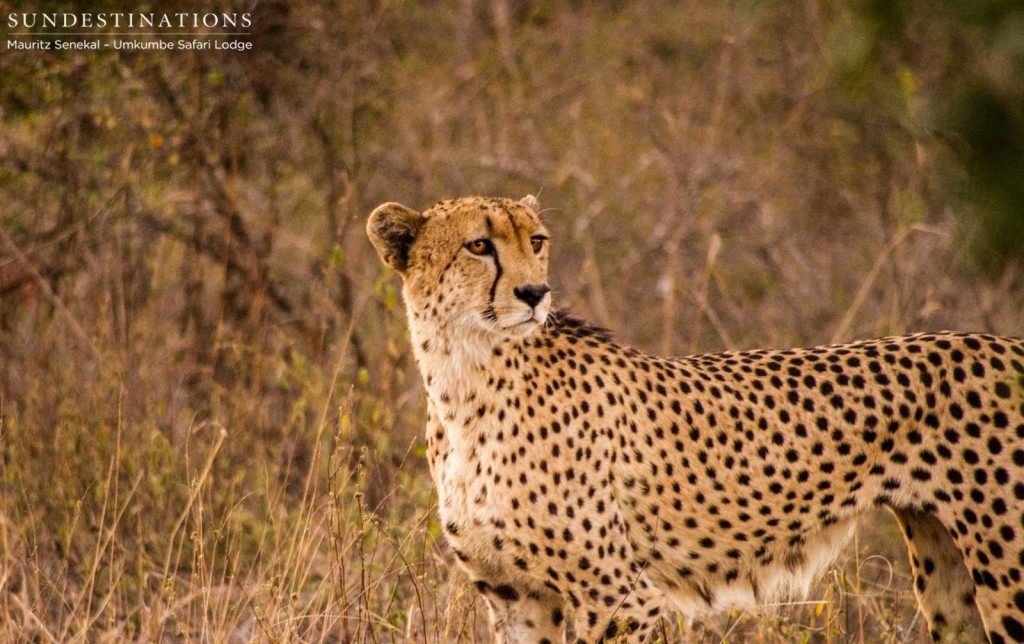 Male cheetah marking territory at Umkumbe