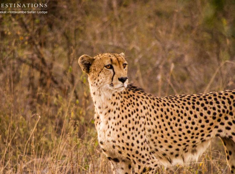 Week in Pictures: Kruger + Botswana Safari Splendour
