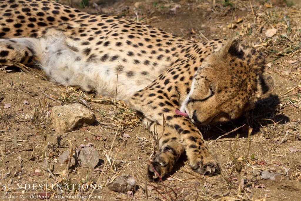 Cheetah grooming herself