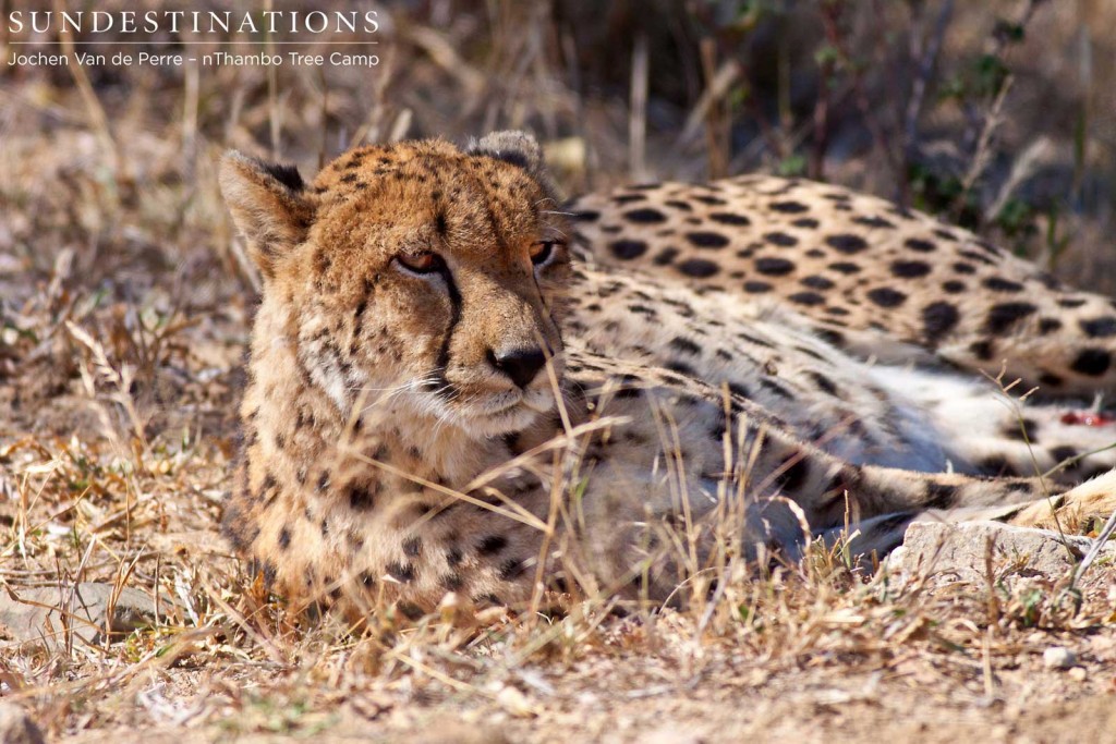 Cheetah lying in the grass