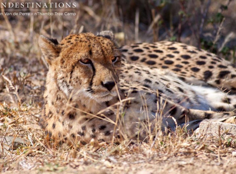 Single, Spotted, Female: Cheetah in Klaserie
