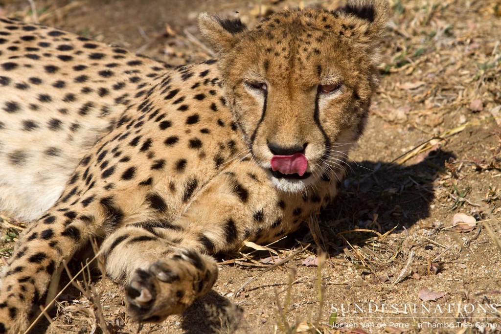 Cheetah licking her lips