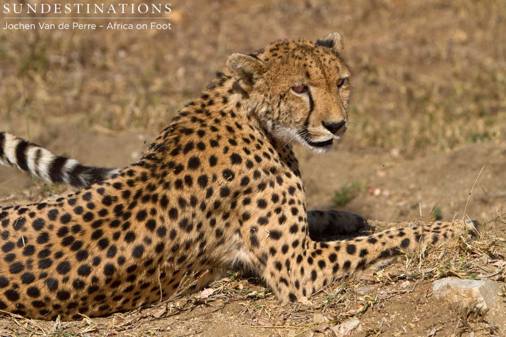 Cheetah checking her surroundings before lying down