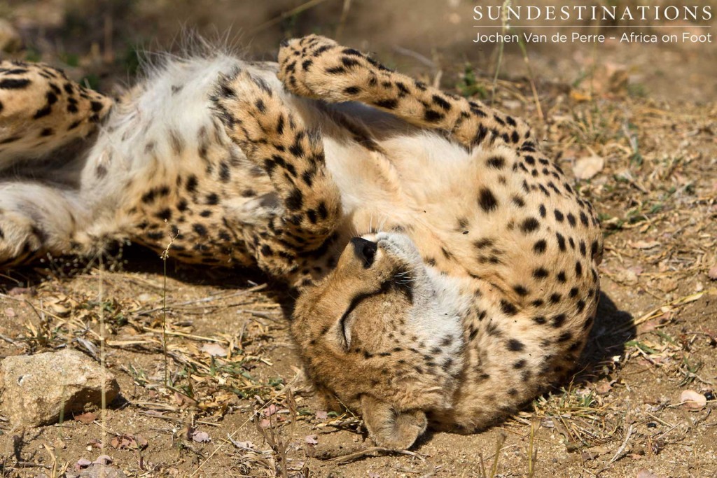 Enjoying a roll in the grass