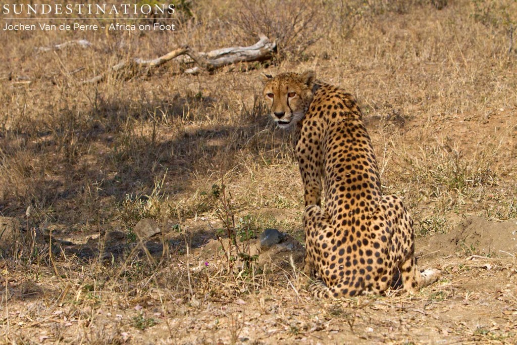 Female cheetah sitting looking over her shoulder