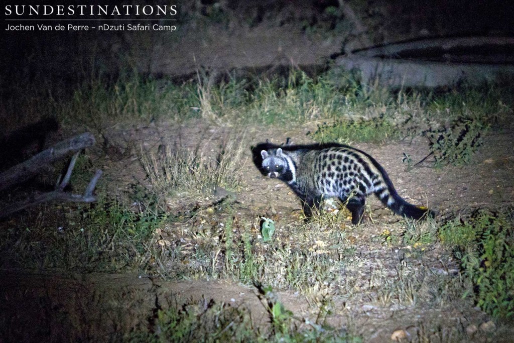 Civets are usually seen alone