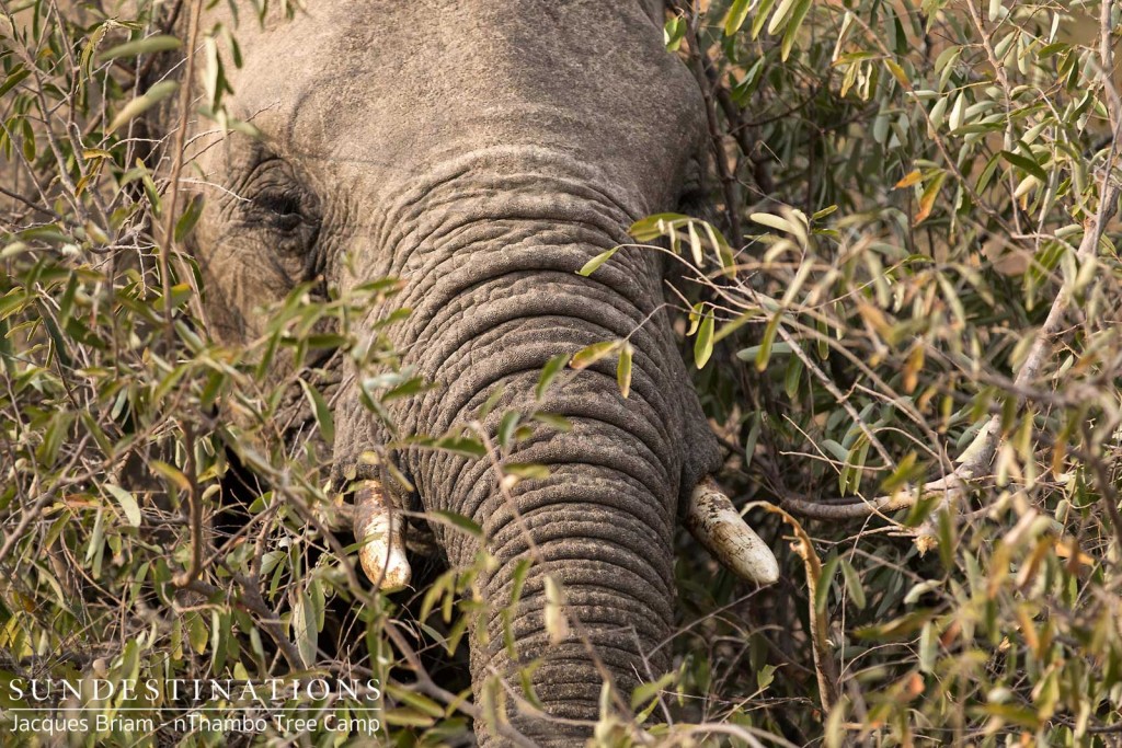 Elephant peeking through the bush at nThambo