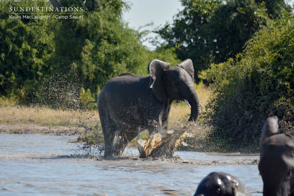 An elephant splashing around in Savuti