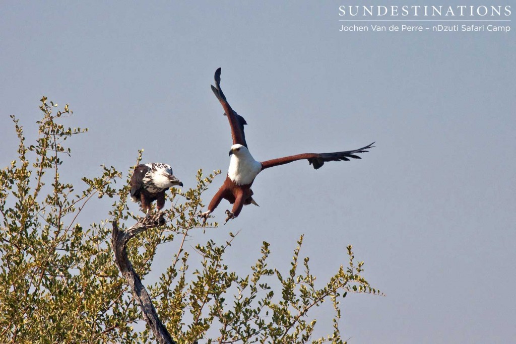 Adult fish eagle and juvenile at nDzuti