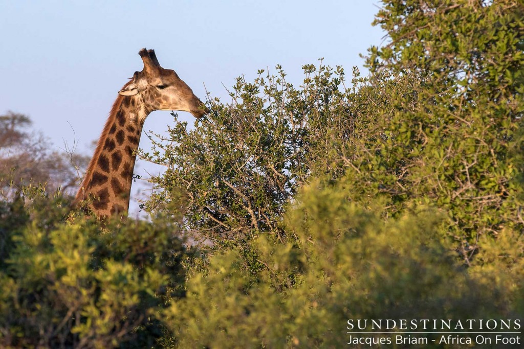 Giraffe above the treetops