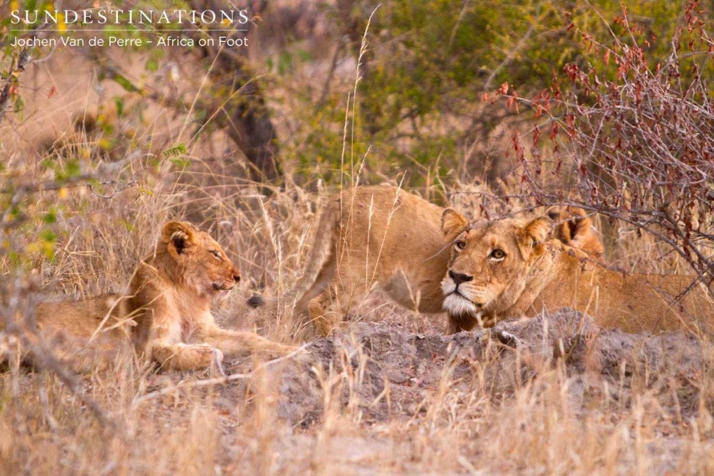 Hercules lioness with 2 cubs