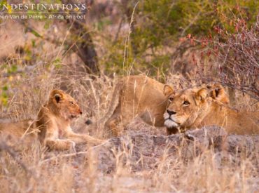 Africa on Foot guests got more than they bargained for when they headed out on game drive yesterday. A journey to where guides suspected a Trilogy male would be lying in his gluttonous glory after devouring a warthog, turned into an unexpected and unforgettable experience for both guests and rangers when a total of 4 […]