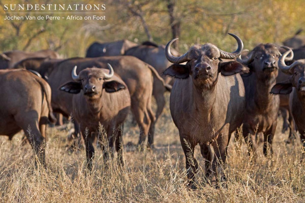 Buffalo herd looking inquisitive