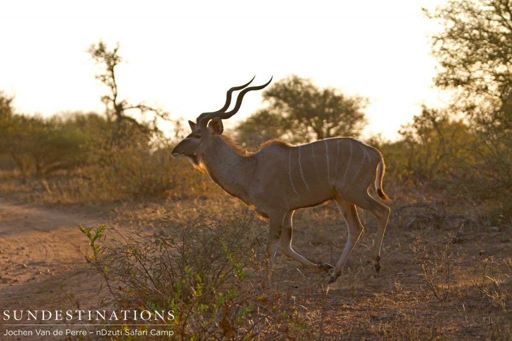 Male kudu making a run for it