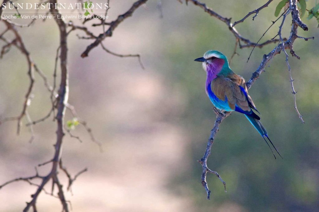 Lilac-breasted roller