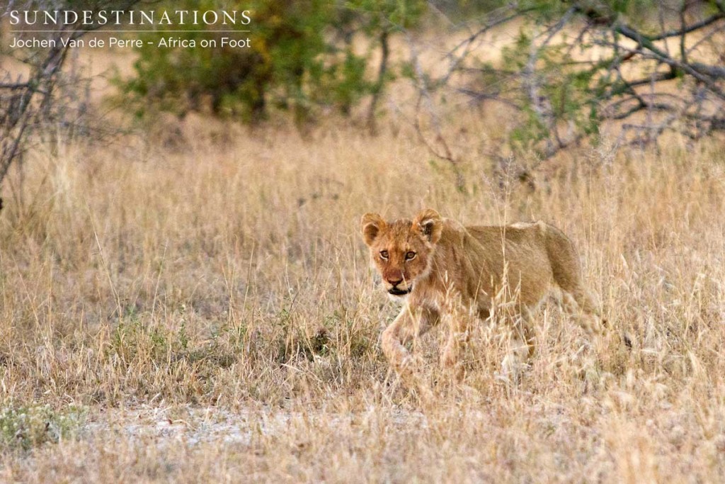 Lion cub is relaxed, strolling through the grass