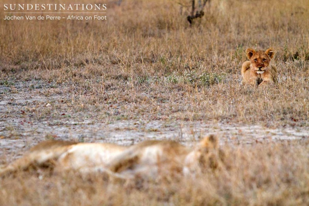 Lioness sleeps while cub lies in the distance