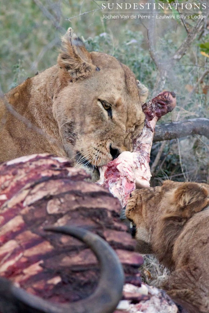 River Pride on a buffalo kill