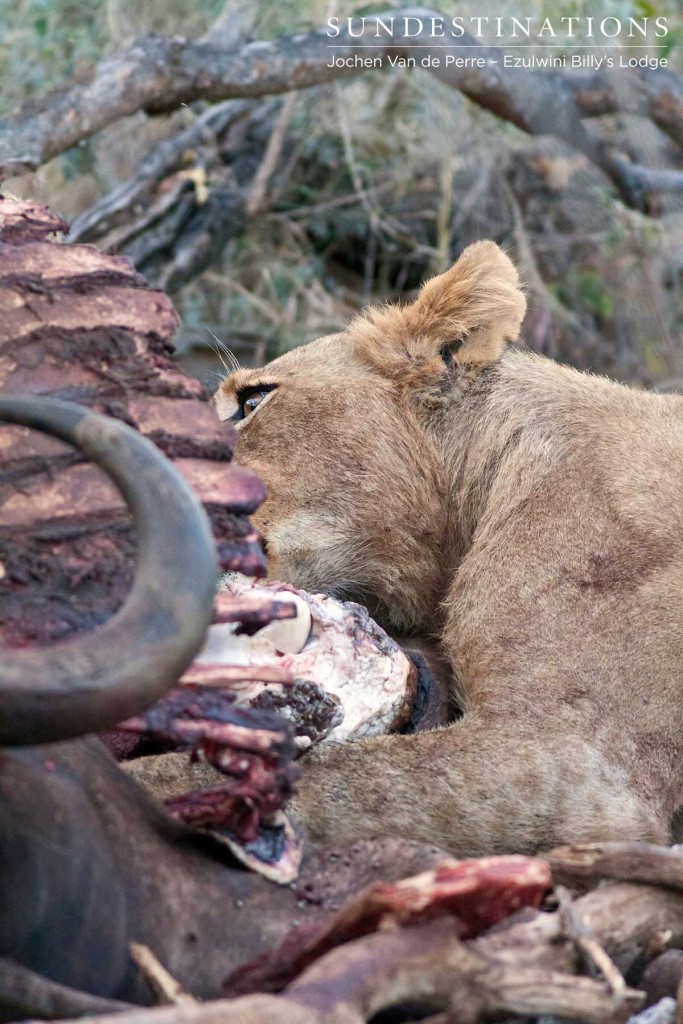 Ezulwini lions on a buffalo kill