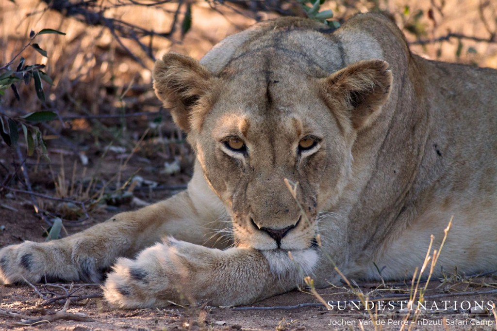 The River pride lioness