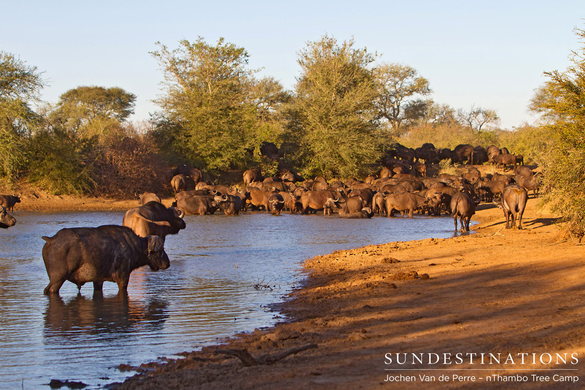 Buffalo herd in the dam at nThambo Tree Camp