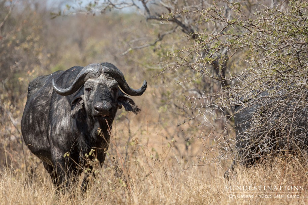 Buffalo, the banker of the bush